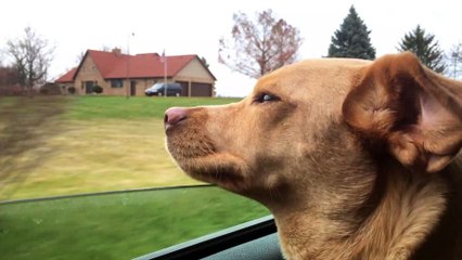 Dog Days of Summer: Crucial Tips for a Successful Trip with Your Dog to the Beach