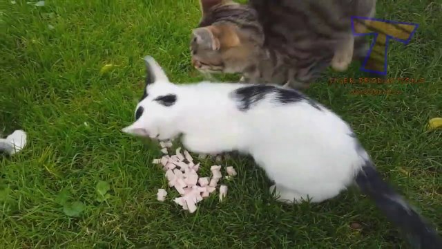 Tente não rir! Gatos Cachorros - Animais de engraçados divertidos brincando BRIGA GATOS! Não há absolutamente nada mais engraçado! - impossível tentar não rir com esses vídeos