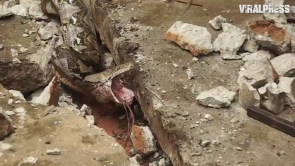 Des habitants de thaïlande trouvent un énorme python en pleine digestion