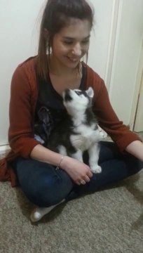 Ce bébé husky qui apprend à hurler est adorable