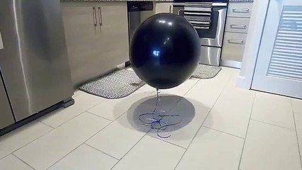 Ils utilisent un chat pour dévoiler si le bébé est un garçon ou une fille