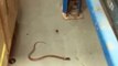 Une araignée capture un serpent dans sa toile : veuve noire impressionnante
