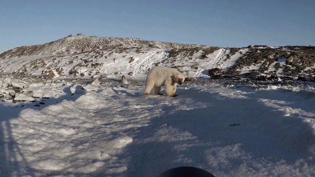 Polar Bear Comes in for Close Up