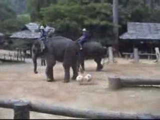 funny Video 863 (www.imblukor.com)