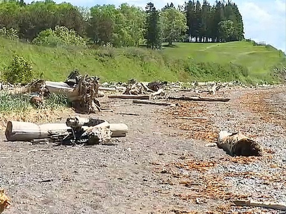 Carleton-sur-Mer veut mieux gérer son bois de mer