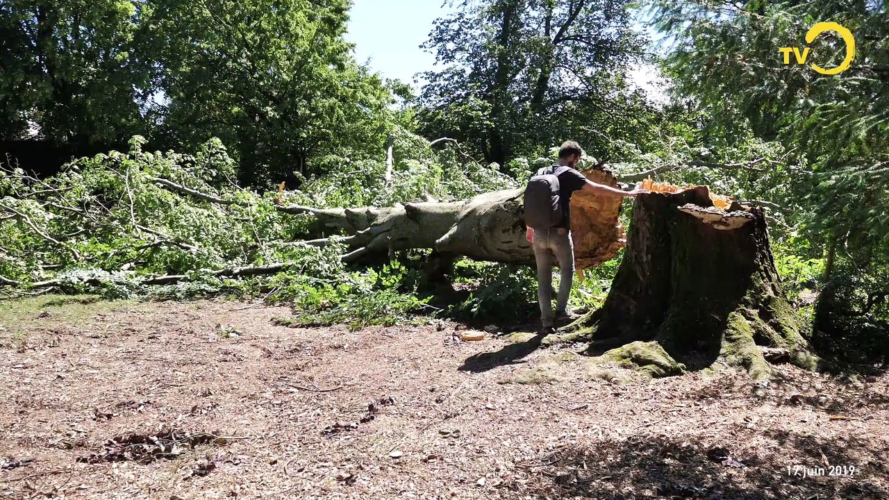 Brève: une tempête à Onex