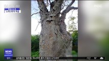 [이슈톡] '마을 수호신' 140살 느티나무 고사