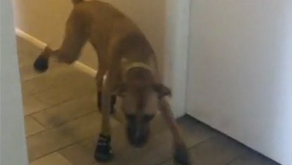Doggo Breaks In New Shoes