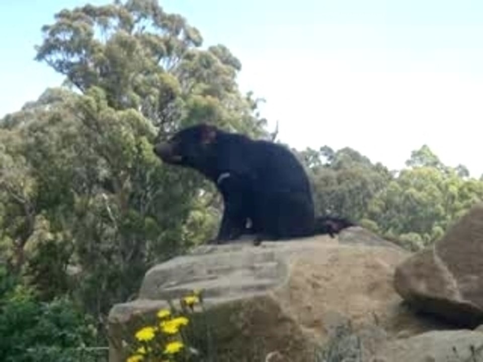 Taz devil 01