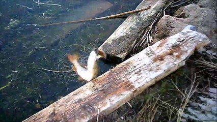 MCH 104 CAUGHT FIGHTING PIKE OR DID I . FISHING AT  GULL LAKE ALBERTA CANADA.