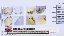 Korean researchers find ginseng improves bone health