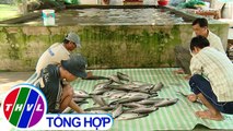 THVL | Nông nghiệp bền vững: Hậu Giang nuôi cá thát lát an toàn, bền vững