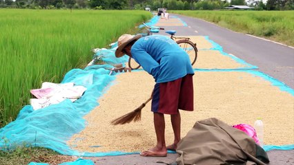 นายพิเชษฐ์ โตนิติวงศ์ ผู้จัดการโรงสีศิริภิญโญ คลอง 16 ปทุมธานี วิเคราะห์ราคาข่าว ตอนที่ 1