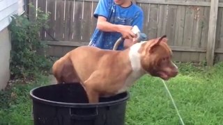 When all you need is a Pit bull! Lovely and funny Pit bull dogs
