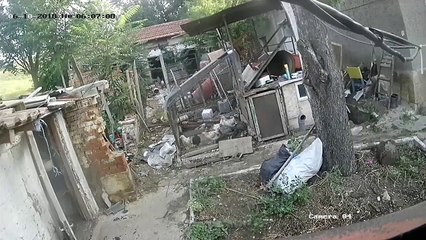 Un Chat sauve des poules d'un renard