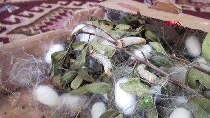 MUĞLA AZMİ VE HEVESİ İLE İPEK DOKUMACILIĞINI YAŞATIYOR