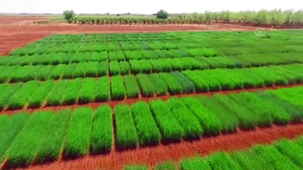 Yeni arpa çeşidi 'Ayhan'dan yüksek verim garantisi - ŞANLIURFA