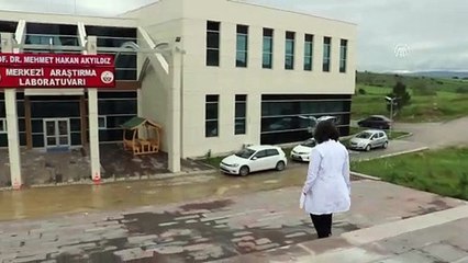 Sarımsağın atığı da antioksidan açısından değerli - KASTAMONU