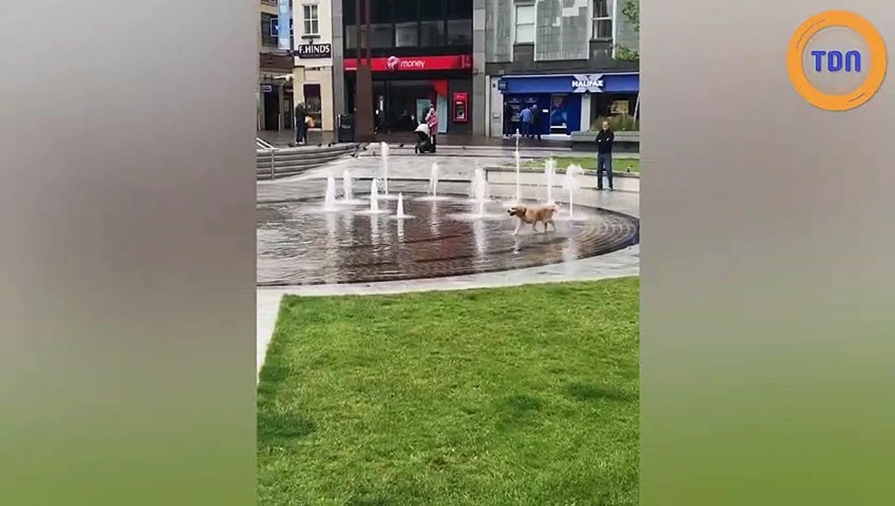 En Angleterre, un chien s’amuse comme un fou avec des fontaines !