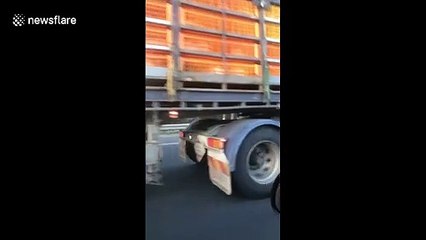 Chickens cling to truck going 100 kph after falling out crate on Melbourne highway