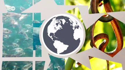 Wildtierhandel - Was tun gegen das kriminelle Geschäft? | Global 3000