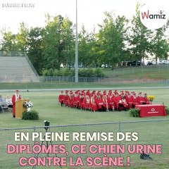 En pleine remise de diplômes, ce chien urine sur le podium