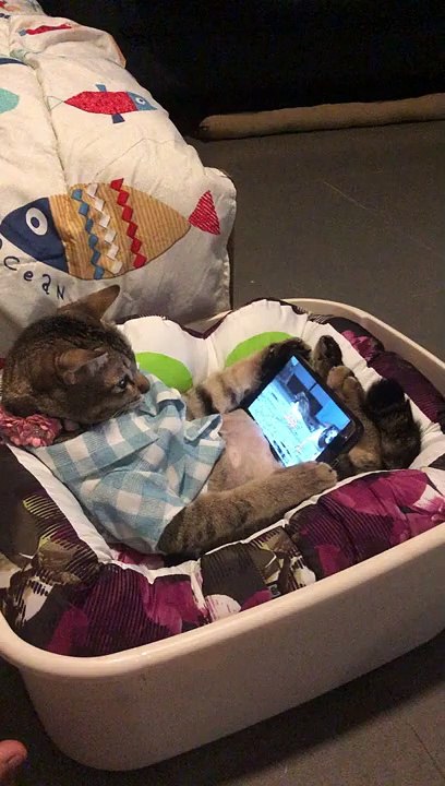 Un chat regarde des vidéos d’oiseaux