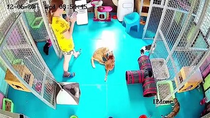 Un chat pique la place d'une femme (Thaïlande)