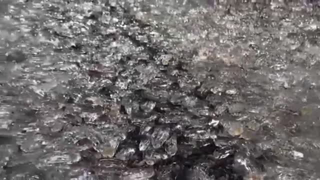 Revuelo en las playas de Málaga y Granada por la llegada en masa de salpas