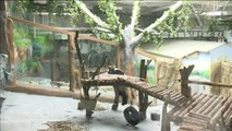 El zoológico chino de Qinghai-Tíbet acoge a cuatro nuevos pandas gigantes