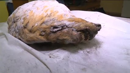 Aparece el cráneo de un lobo de 40.000 años bajo el hielo de Siberia