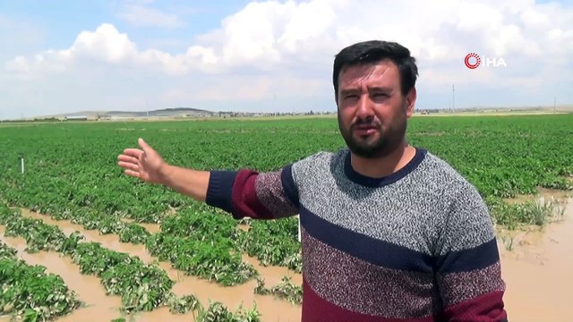 Patates tarlaları sular altında kaldı