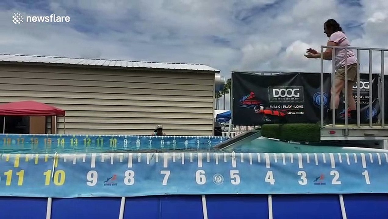 Dog makes tiny splash during Florida dock diving competition