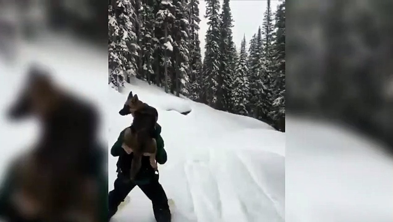 @mmilansmithh us when we living in whistler with our dogs