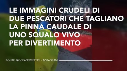 Скачать видео: LE IMMAGINI CRUDELI DI DUE PESCATORI CHE TAGLIANO LA PINNA CAUDALE DI UNO SQUALO VIVO PER DIVERTIMENTO 3672