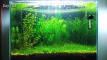 10 Months Update - (Melting Pot of Shrimps) NO filter, NO CO2, NO Ferts 5 Gallon Nano Tank