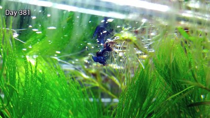 13th Month Update - (The Battle of Driftwood) NO filter, NO CO2, NO Ferts 5 Gallon Nano Tank