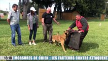Vaucluse : des facteurs formés contre les attaques de chiens