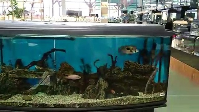Ce poisson suit cette fillette où qu'elle marche autour de l'aquarium !