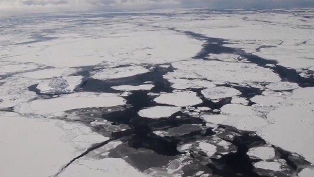 Reducción de O2 en océanos hace peligrar las especies antárticas