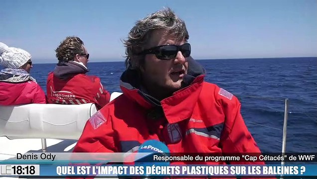 Quel est l'impact des déchets plastiques sur les baleines ?
