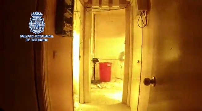 Desmantelan una docena de laboratorios de marihuana en pisos en Málaga