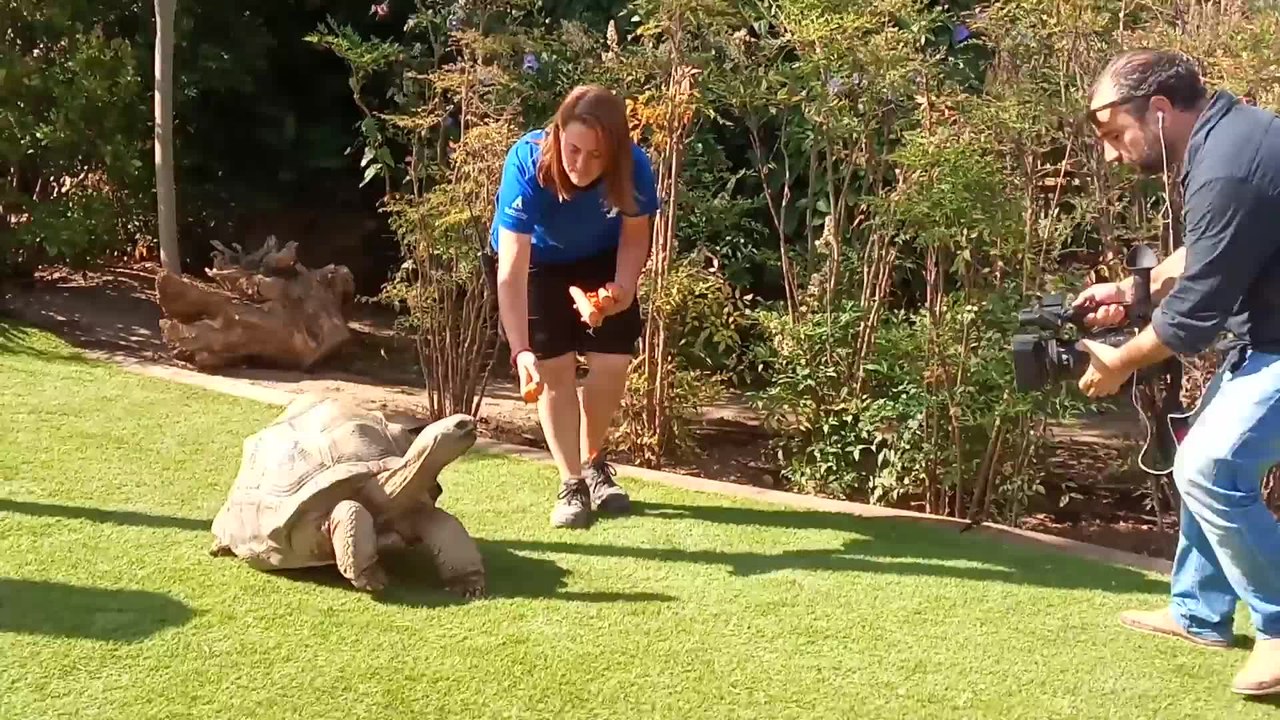 Tortugas de Aldabra serán embajadoras del nuevo espacio del Oceanogràfic