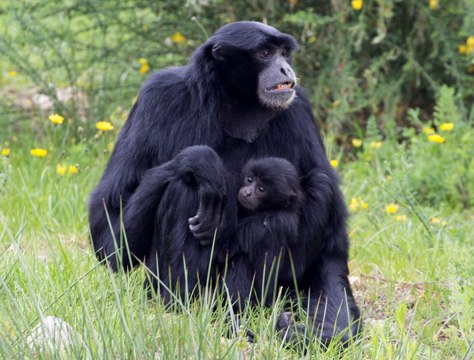 Découvrez l'Auvergne: Les Gibbons espèce menacée du Parc animalier d'Auvergne d'Ardes sur Couze (63)