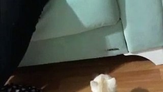 Kitten adorably fails at trying to get onto couch during pathetic jump