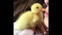 Cute baby animals Videos Compilation cute moment of the animals - Cutest Animals #16