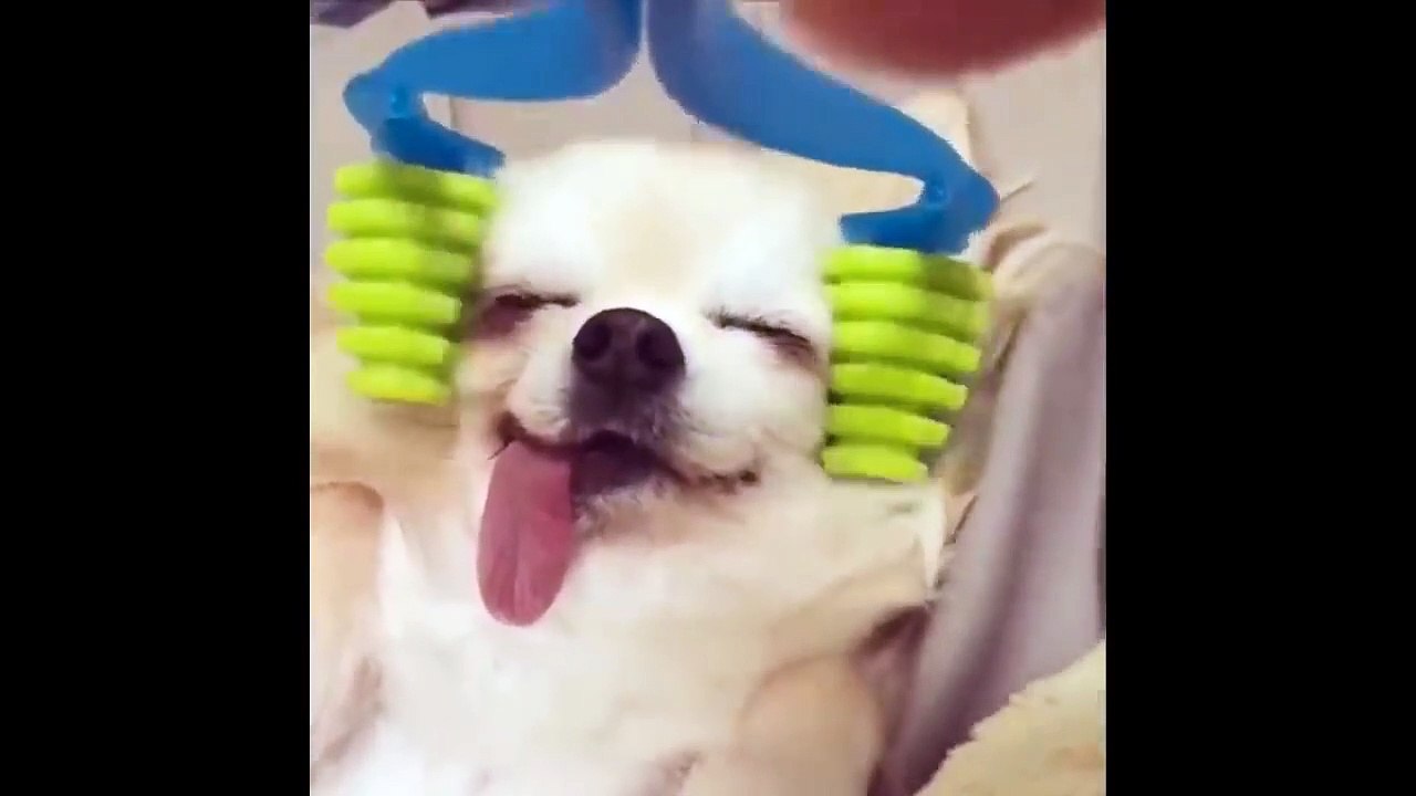 Cute baby animals Videos Compilation cute moment of the animals - Cutest Animals On Earth #6