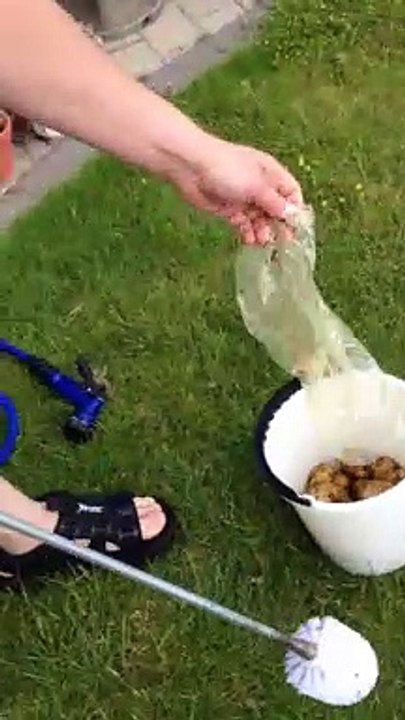 Éplucher 1KG de pomme de terre à l'aide d'une brosse magique