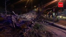 La caída de un árbol hiere a 2 personas en Boadilla del Monte