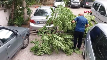 Karabük'te şiddetli rüzgarda ağaçlar devrildi